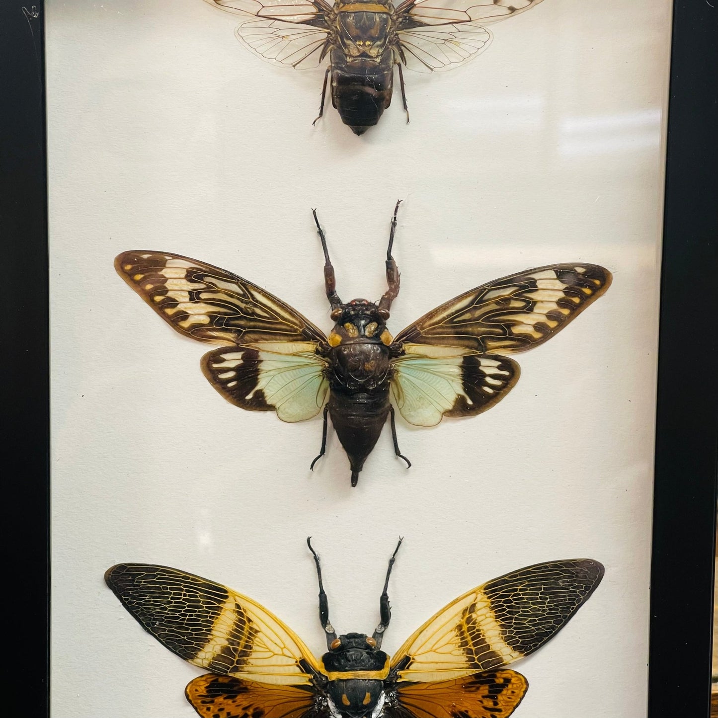 3 Cicada Specimens In Black Frame - Loved To Death