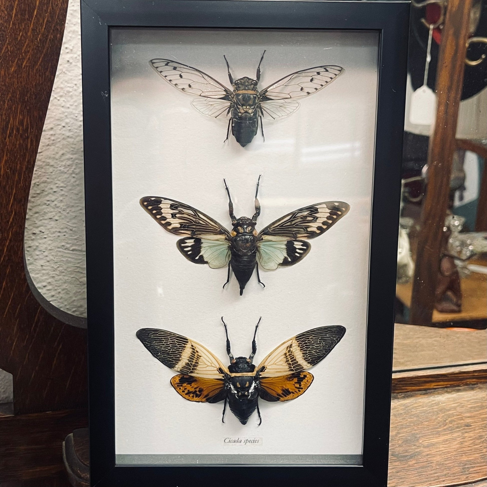 3 Cicada Specimens In Black Frame - Loved To Death