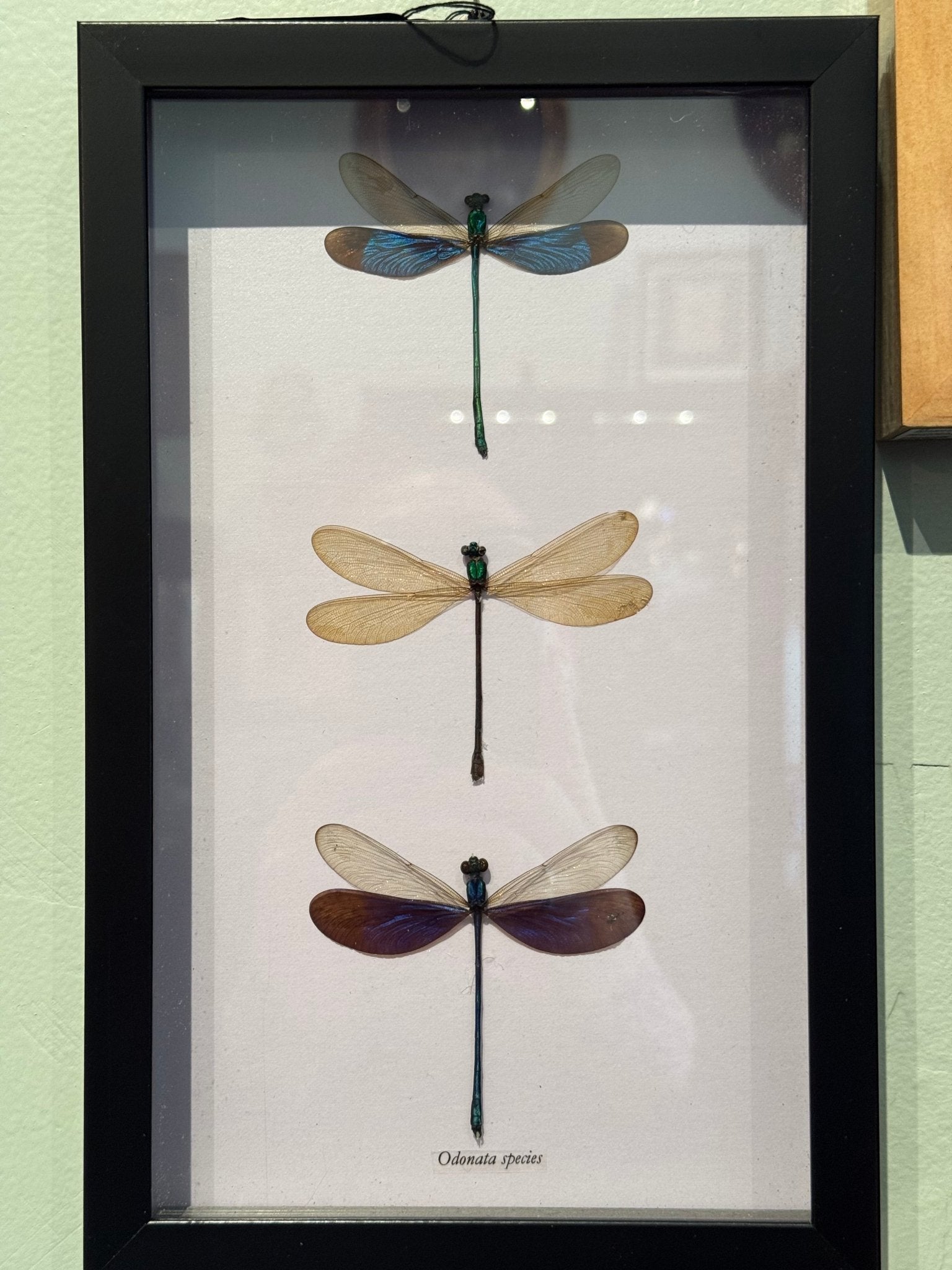 3 Damsel Fly Specimens In Black Frame - Loved To Death