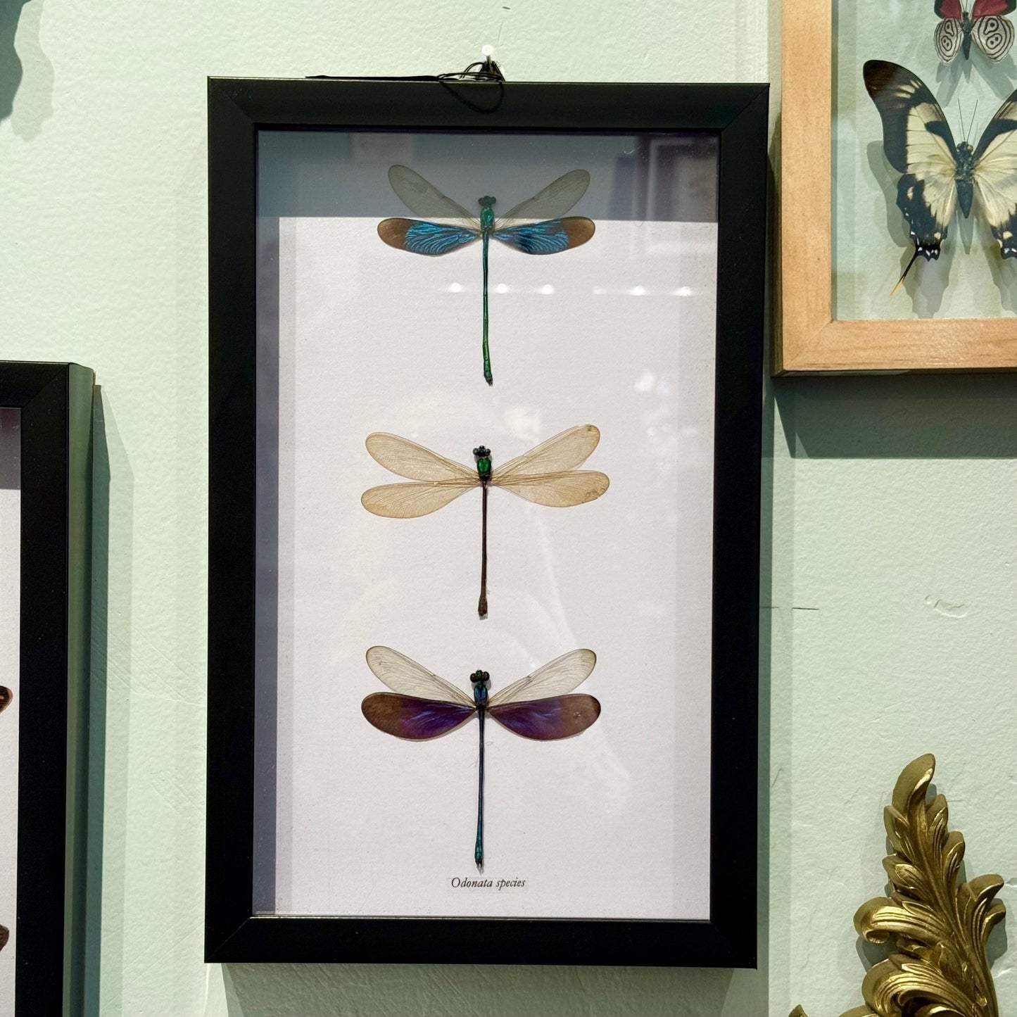 3 Damsel Fly Specimens In Black Frame - Loved To Death