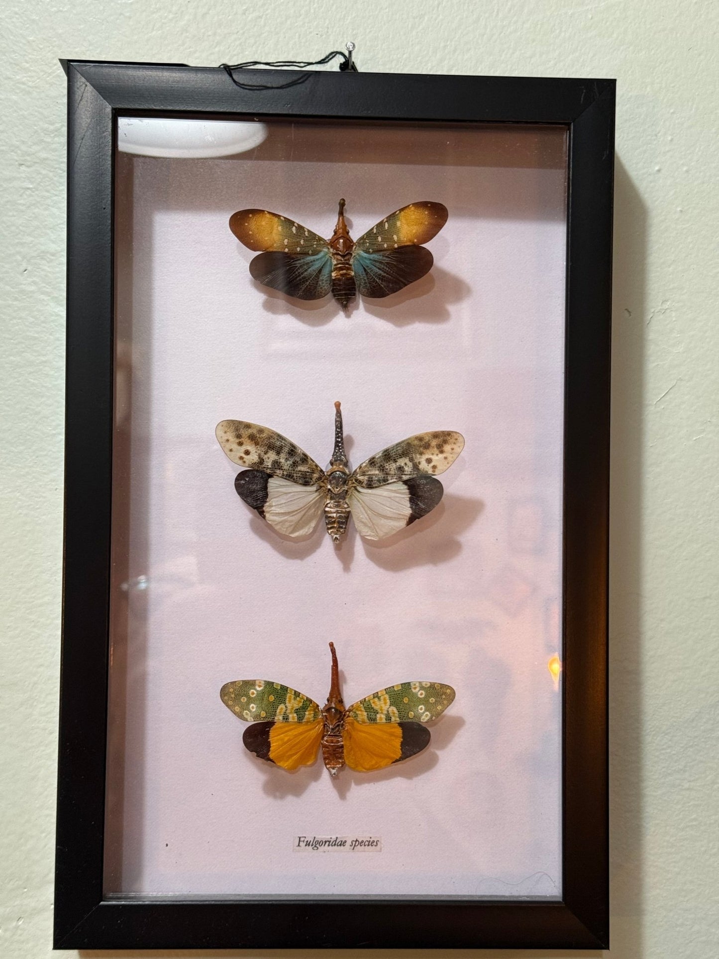 3 Lantern Fly Specimens In Black Frame - Loved To Death