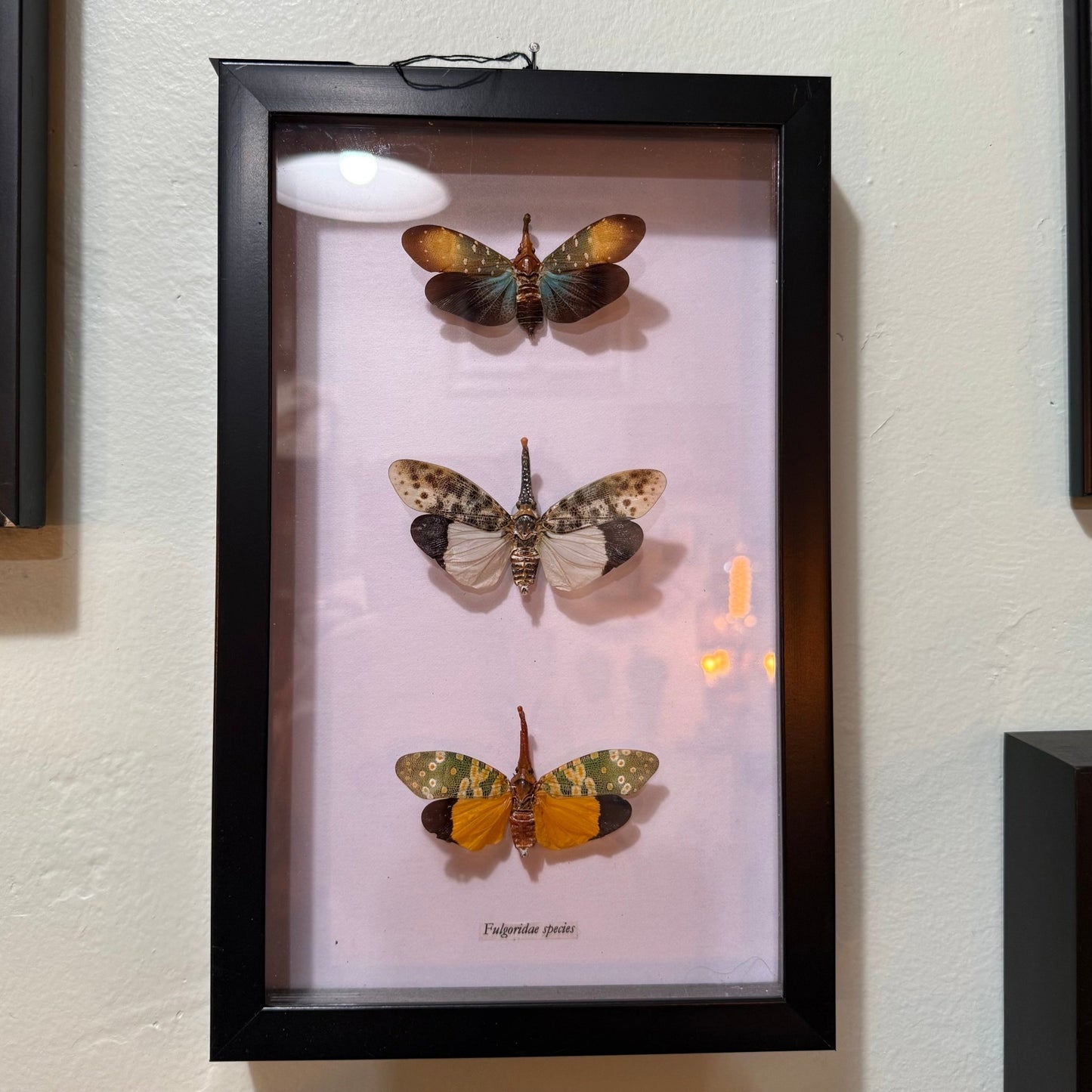 3 Lantern Fly Specimens In Black Frame - Loved To Death