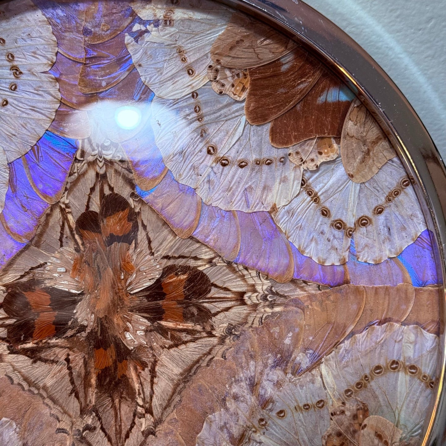 Antique 1950’s Butterfly Wing Art Chrome Tray - Loved To Death