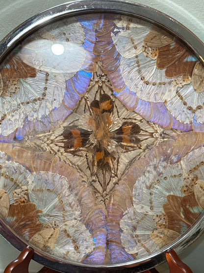 Antique 1950’s Butterfly Wing Art Chrome Tray - Loved To Death