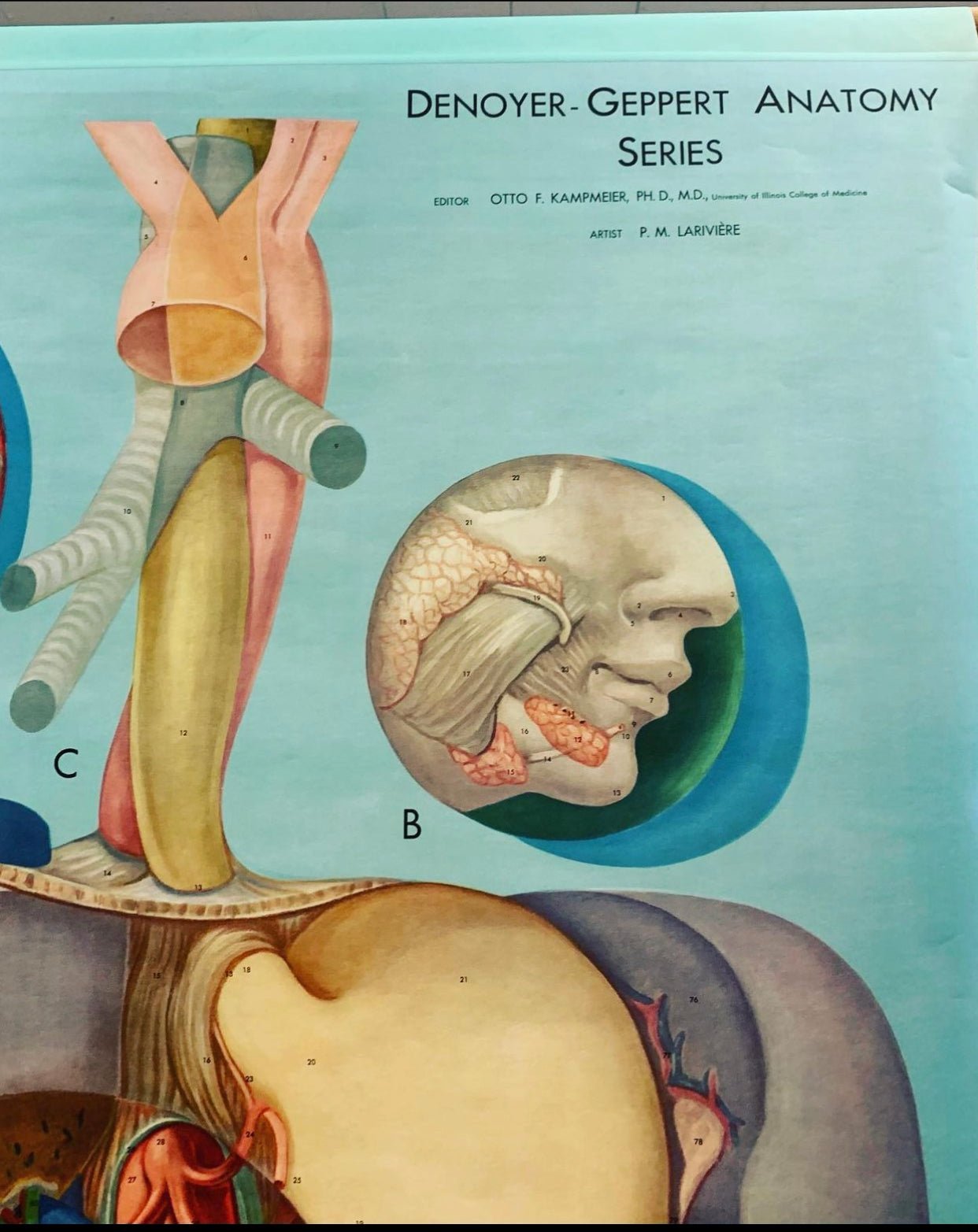 Antique Pull Down Anatomy Wall Chart Digestion - Loved To Death