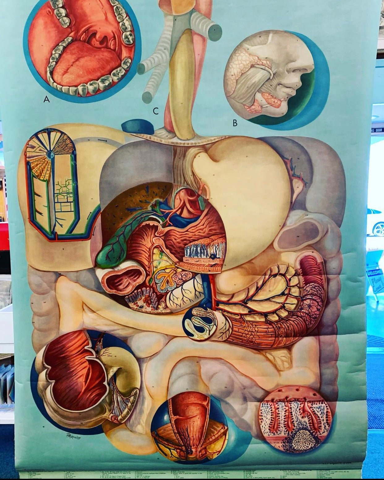 Antique Pull Down Anatomy Wall Chart Digestion - Loved To Death