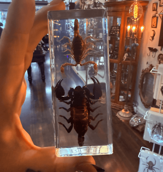 Black & Golden Scorpion in Lucite - Loved To Death