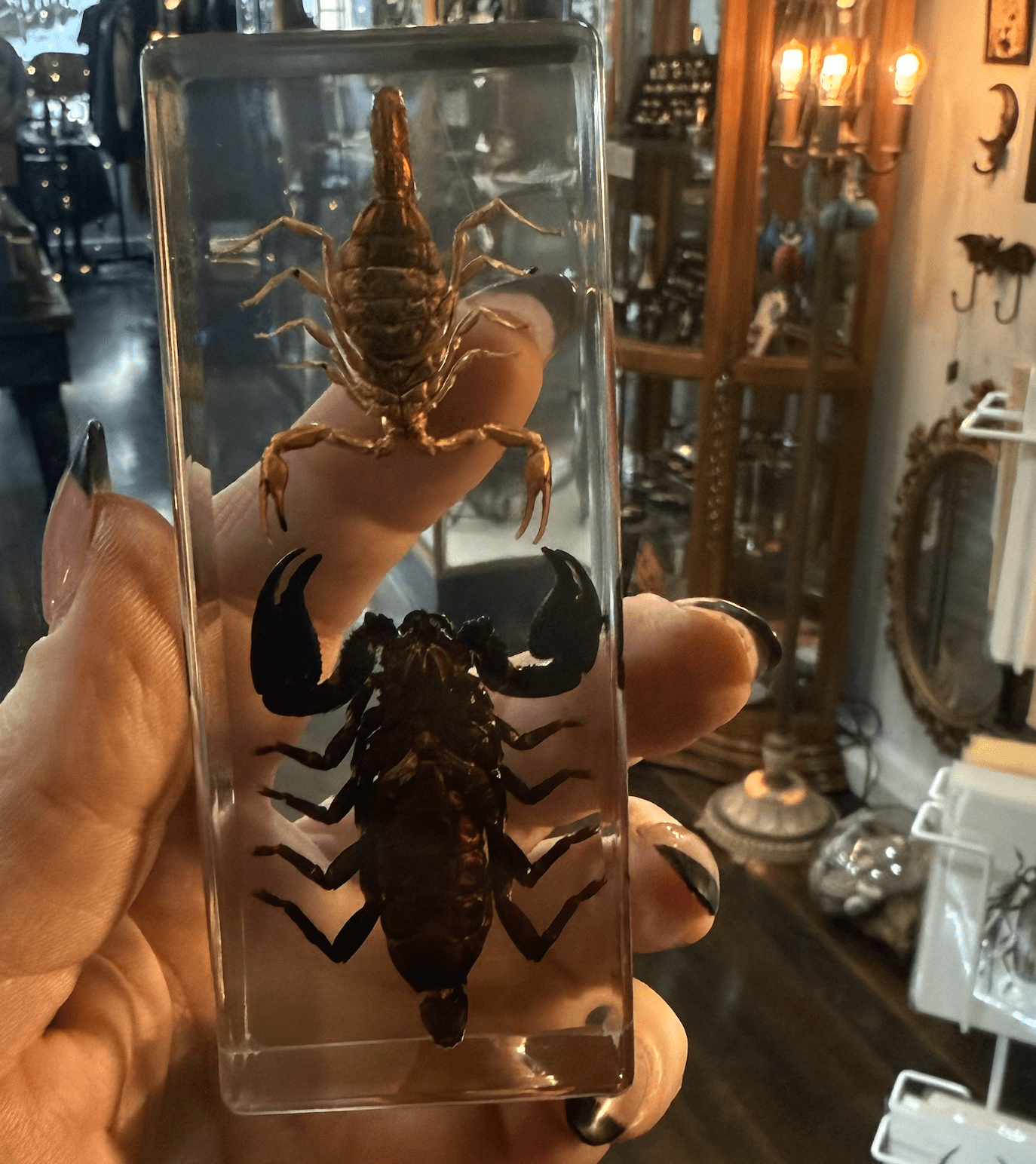 Black & Golden Scorpion in Lucite - Loved To Death