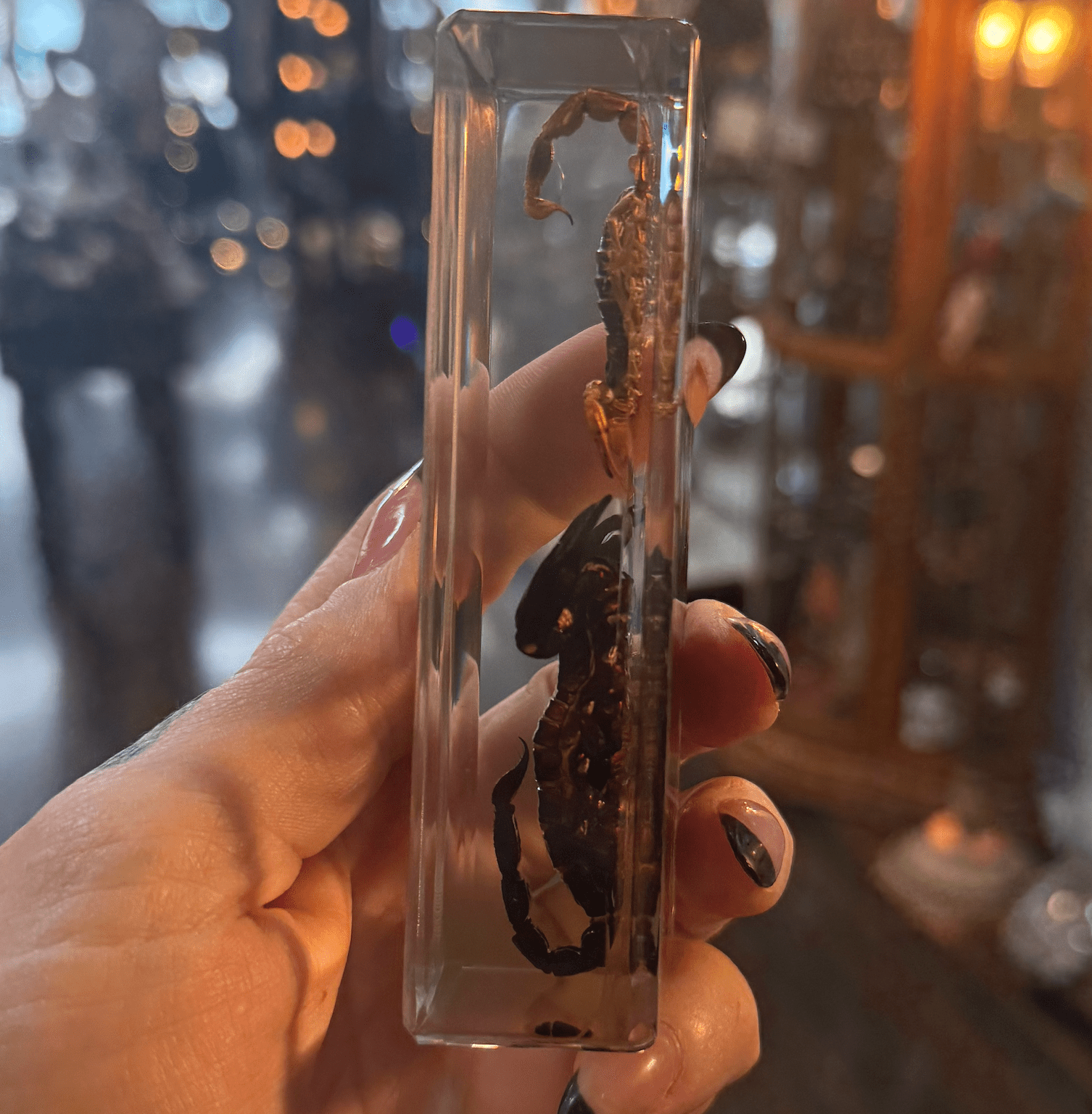 Black & Golden Scorpion in Lucite - Loved To Death