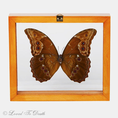 Blue Morpho Framed Natural Wood - Loved To Death