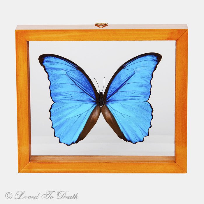 Blue Morpho Framed Natural Wood - Loved To Death