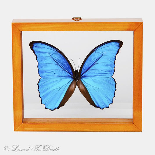 Blue Morpho Framed Natural Wood - Loved To Death