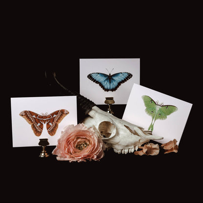 Blue Morpho Greeting Card - Loved To Death