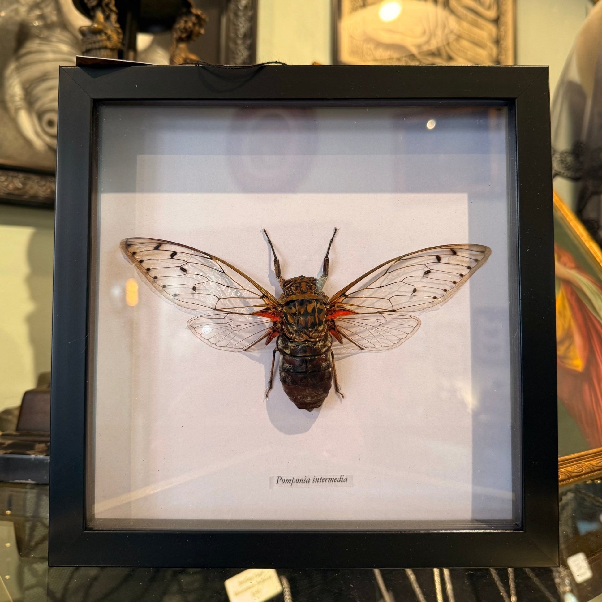 Emperor Cicada Framed Shadowbox Specimen - Loved To Death