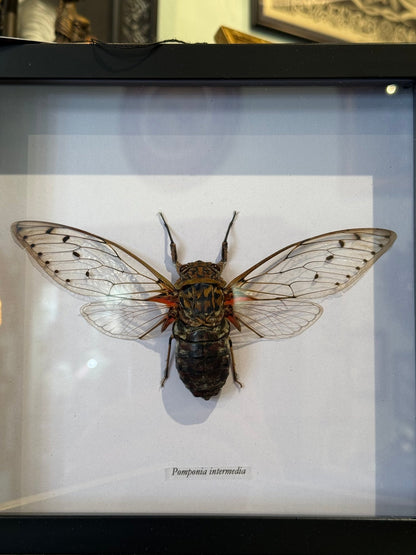 Emperor Cicada Framed Shadowbox Specimen - Loved To Death