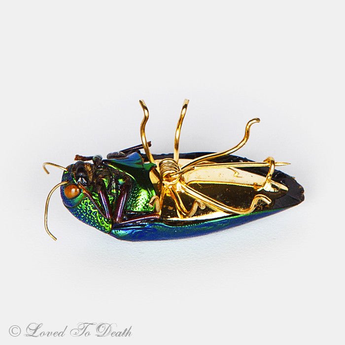 Genuine Jewel Beetle Pin Brooch - Loved To Death