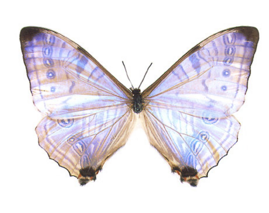 Mother Of Pearl { Morpho Sulkowski } Butterfly Specimen In Black Double Glass Frame - Loved To Death