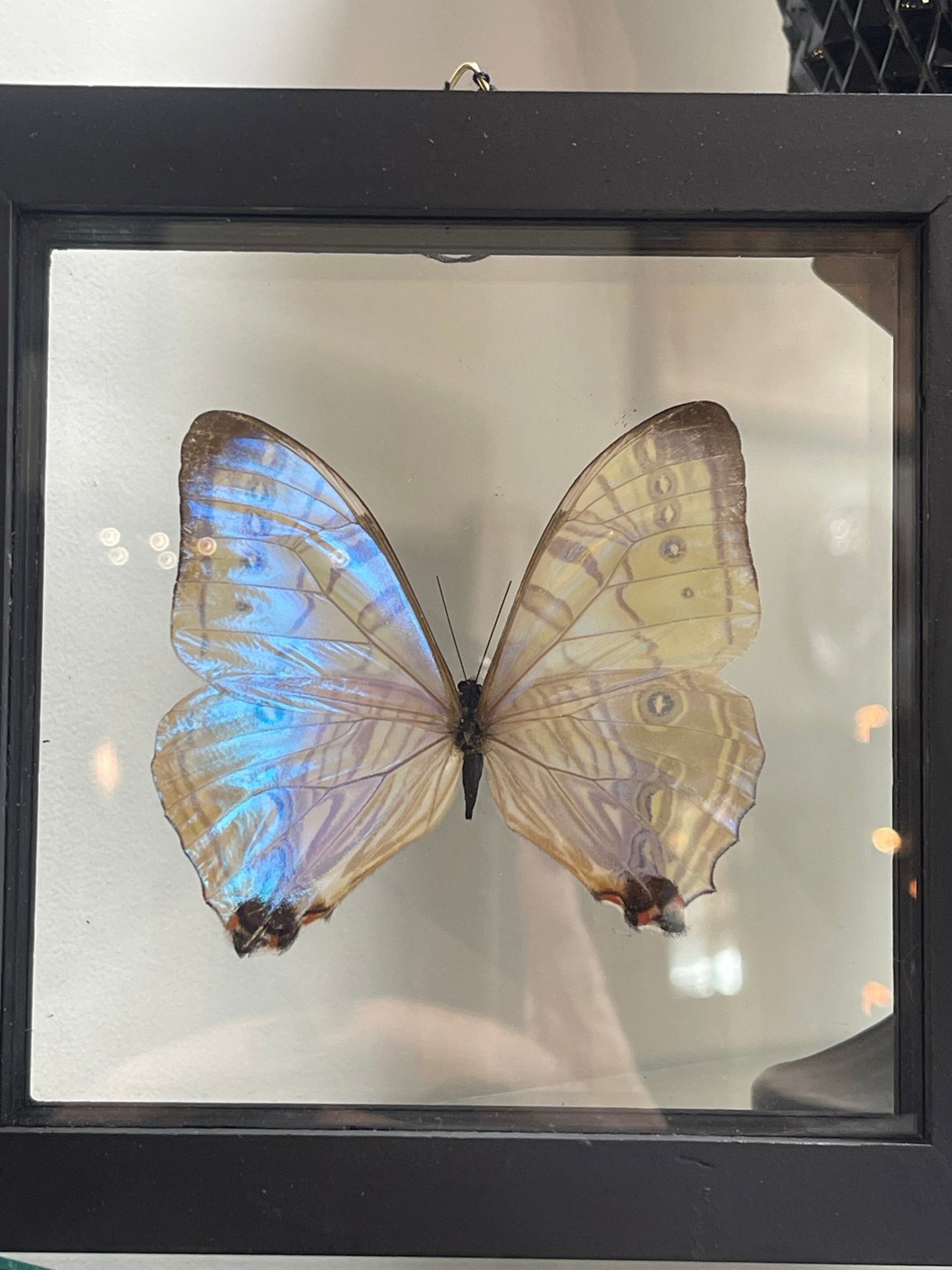 Mother Of Pearl { Morpho Sulkowski } Butterfly Specimen In Black Double Glass Frame - Loved To Death