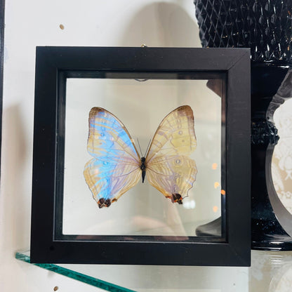 Mother Of Pearl { Morpho Sulkowski } Butterfly Specimen In Black Double Glass Frame - Loved To Death