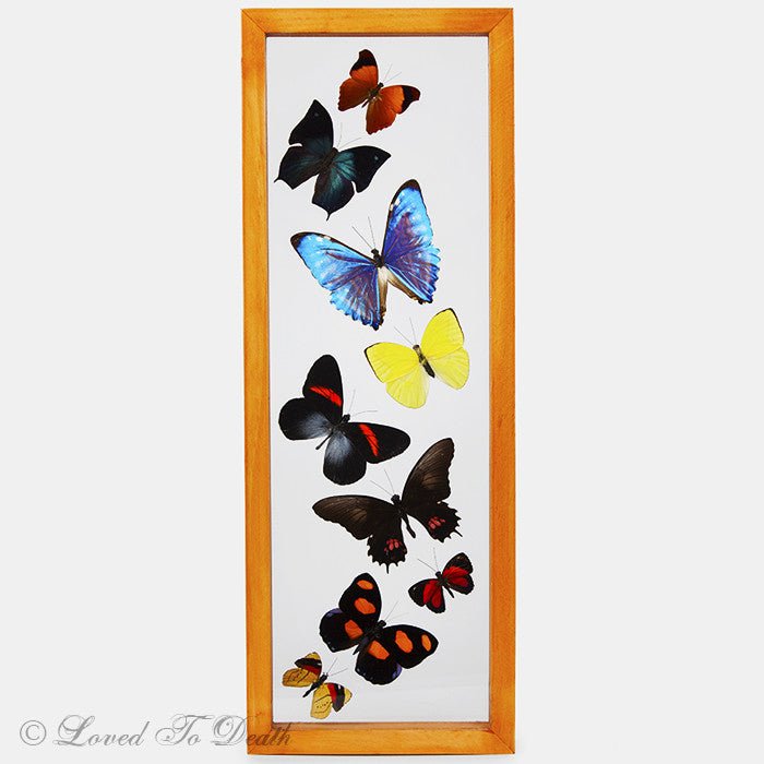 Nine Butterflies Framed In Double Glass Natural Wood Frame - Loved To Death