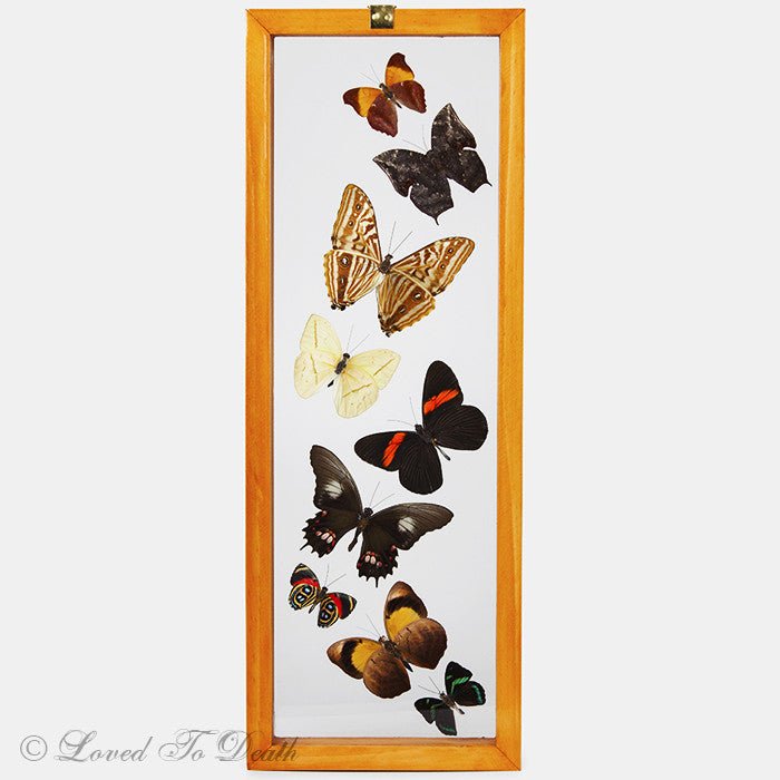 Nine Butterflies Framed In Double Glass Natural Wood Frame - Loved To Death