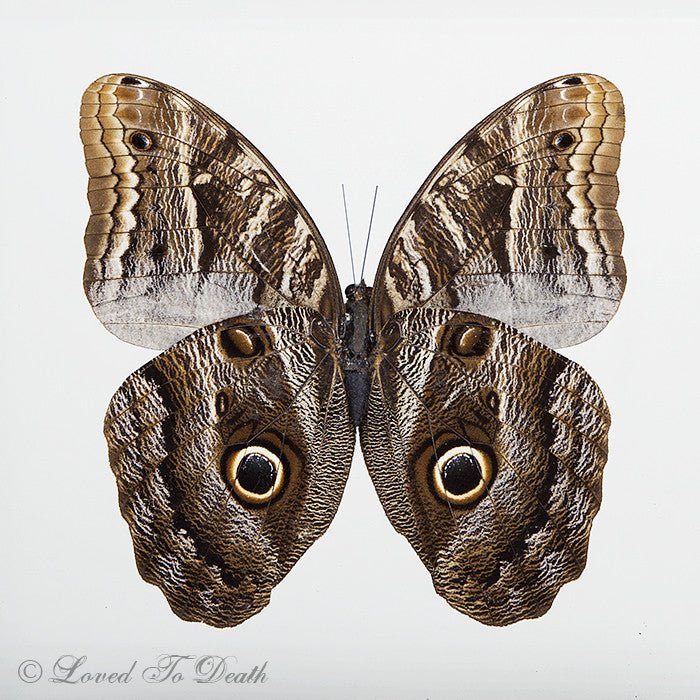 Owl Moth Double Glass Framed Wood Black - Loved To Death