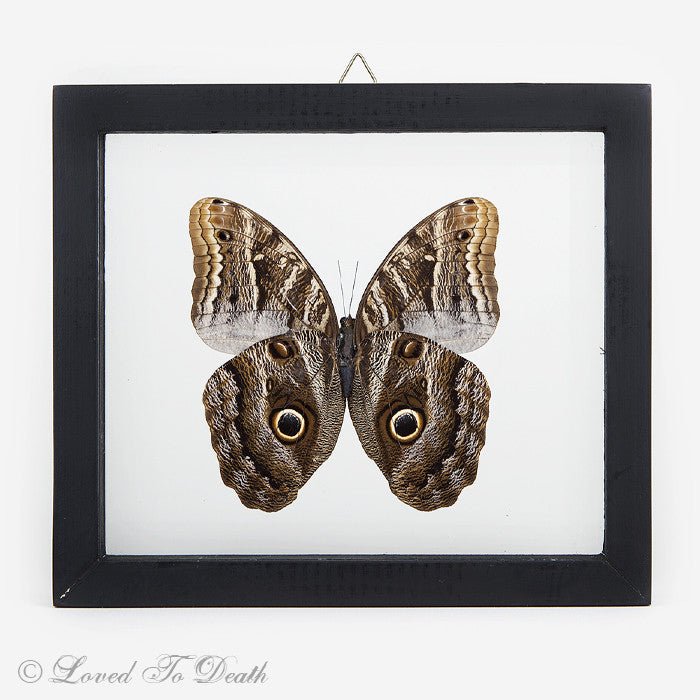 Owl Moth Double Glass Framed Wood Black - Loved To Death