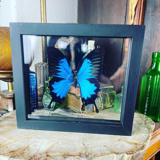 Papilio Ulysses King Emperor Butterfly Specimen Double Glass Framed Wood Black - Loved To Death