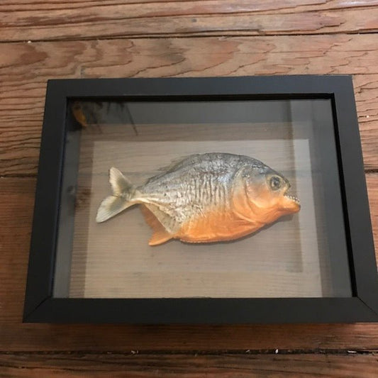 Piranha Specimen In Double Glass Black Frame - Loved To Death