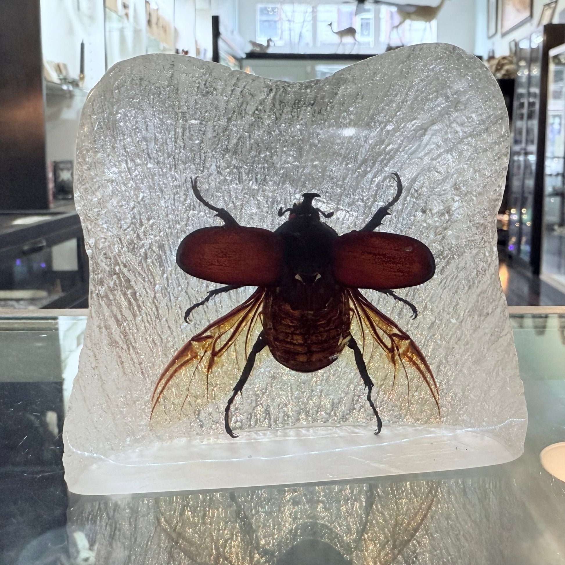 Rhinoceros Beetle Wings Spread in Lucite Specimen - Loved To Death