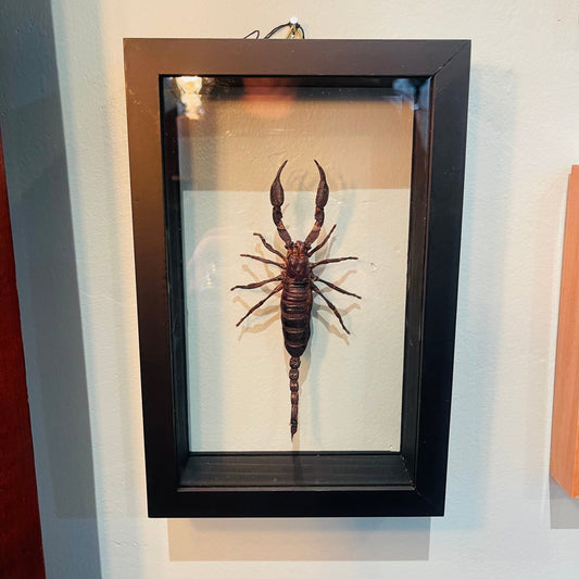 Scorpion Specimen In Double Glass Black Frame - Loved To Death