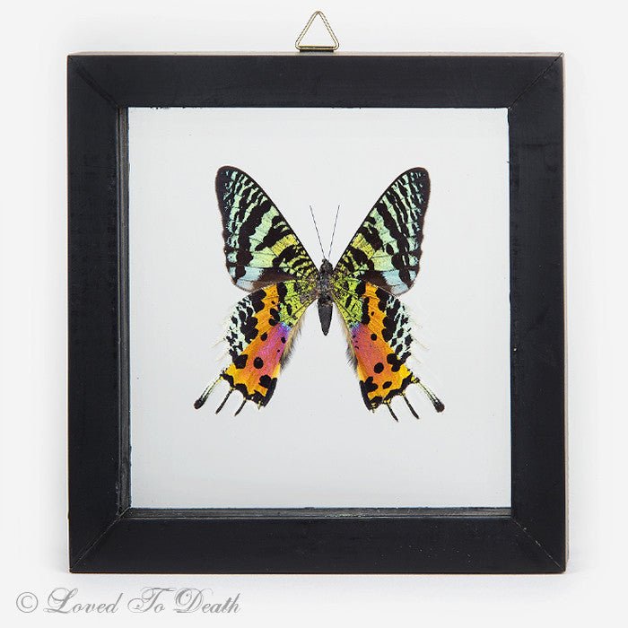 Sunset Moth Specimen Double Glass Framed Wood Black - Loved To Death