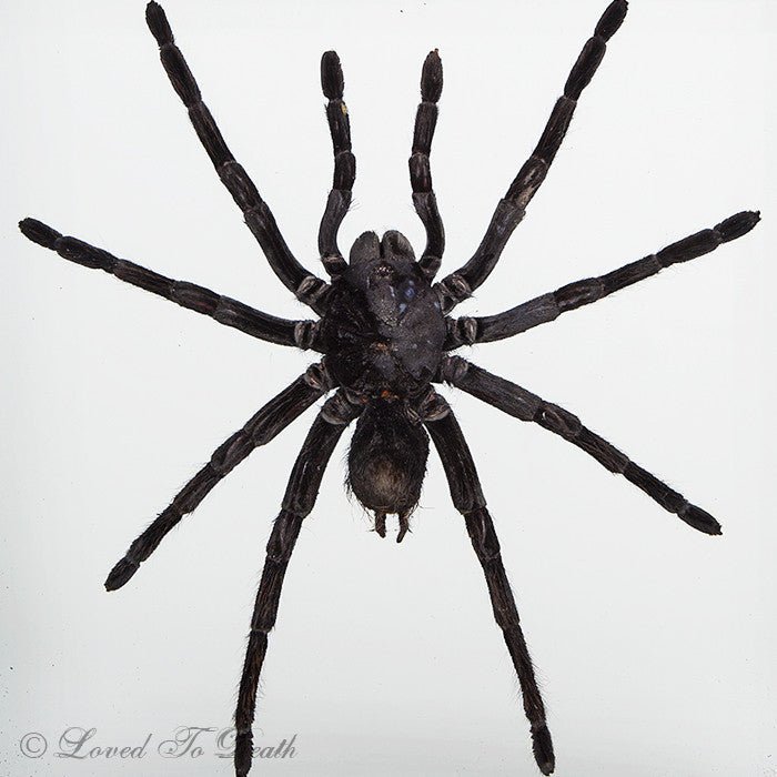 Tarantula Specimen In Double Glass Black Frame - Loved To Death