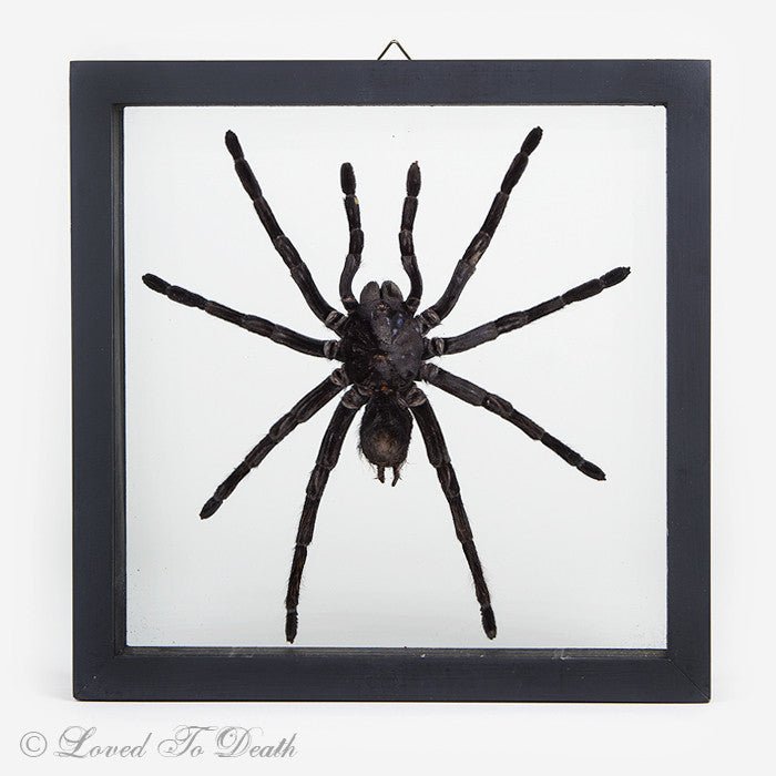 Tarantula Specimen In Double Glass Black Frame - Loved To Death