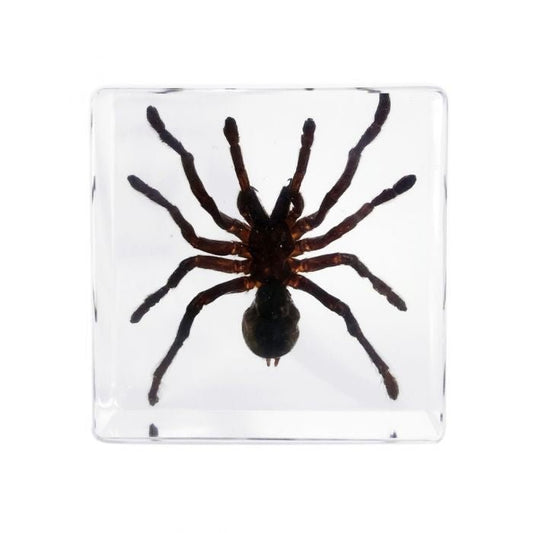 Tarantula Spider in Lucite - Loved To Death