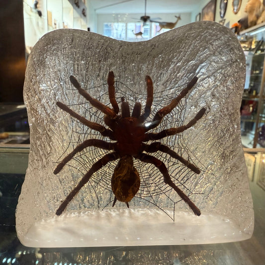 Tarantula & Web in Lucite Specimen - Loved To Death