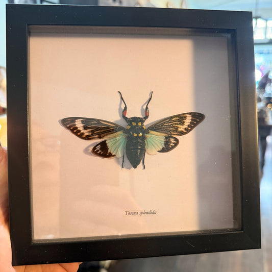 Tosena Splendida Cicada Insect Specimen Framed - Loved To Death