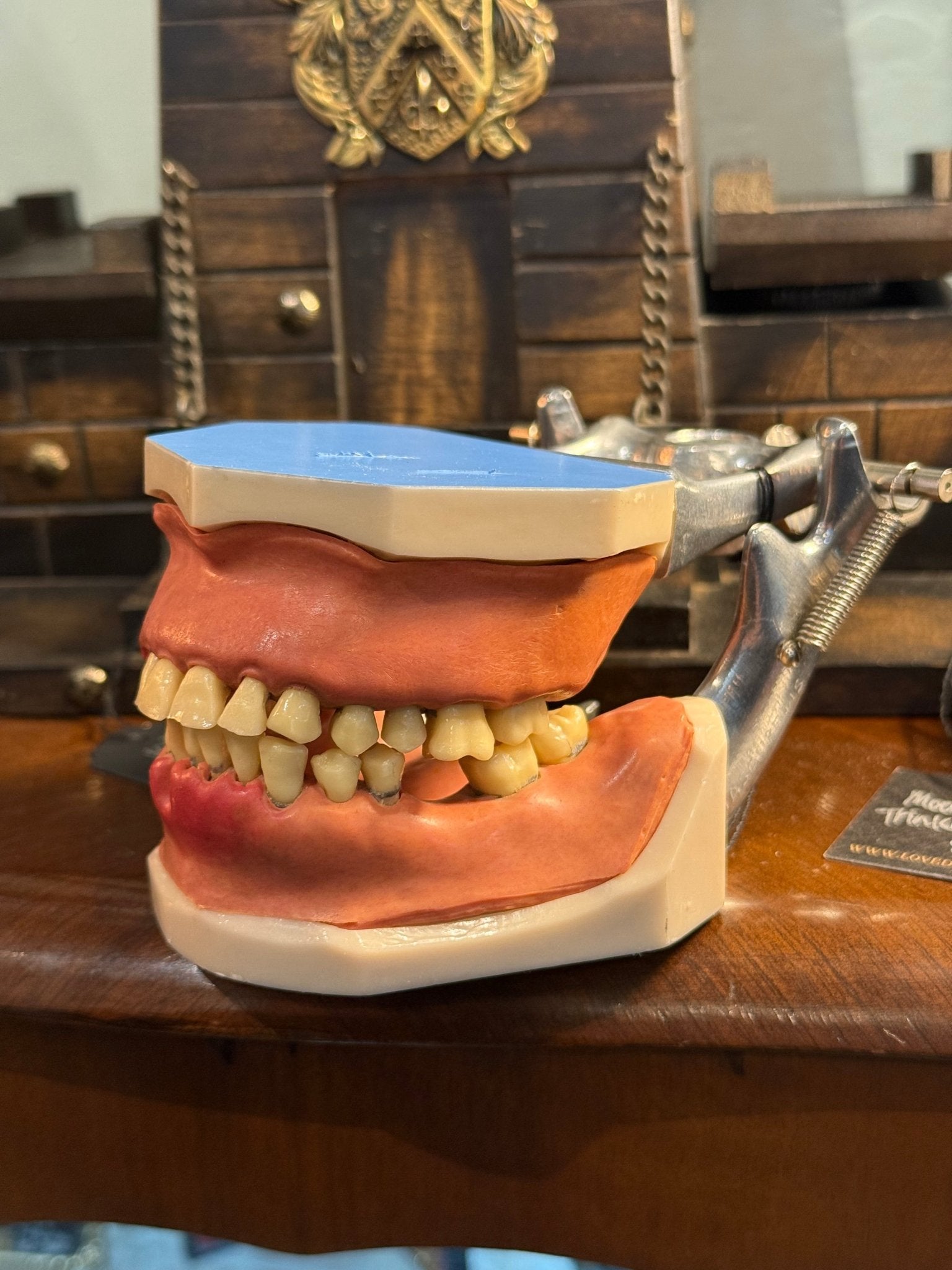 Vintage Dental Model - Loved To Death