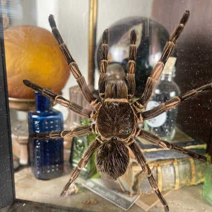 Tarantula Specimen In Double Glass Black Frame